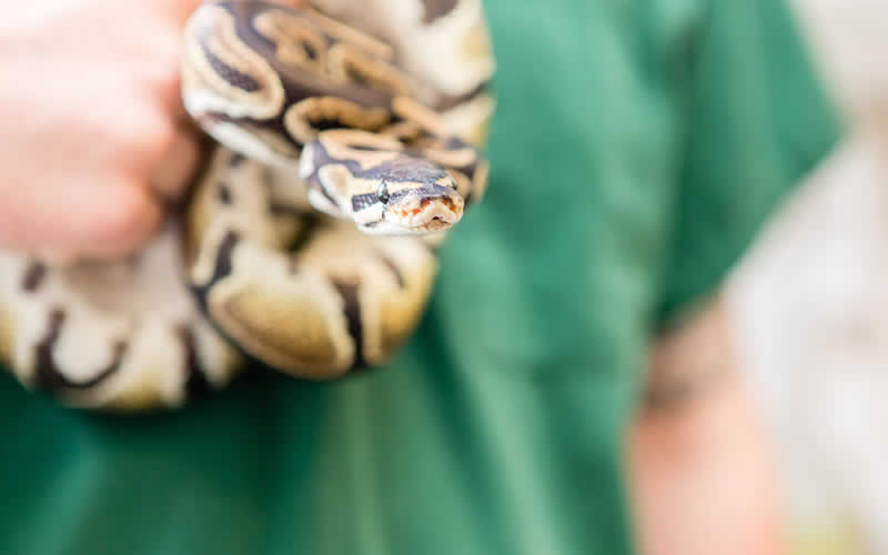 Snake with vet at Chandlers Ford Vet Surgery