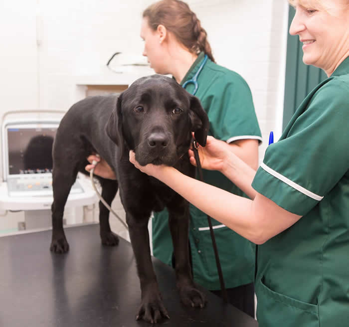 ultrasound of dog