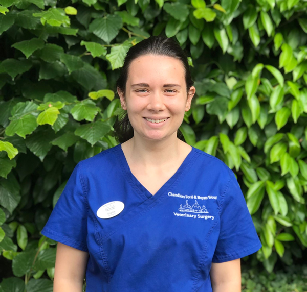 chandlers ford vets